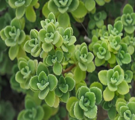 60 Stück Plectranthus amboinicus Pflanzensamen