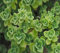 60 Stück Plectranthus amboinicus Pflanzensamen