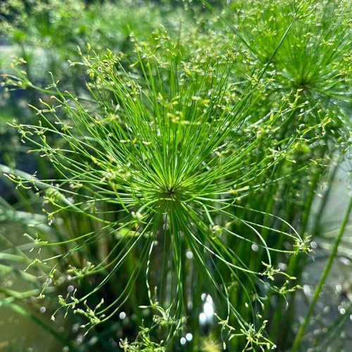 350 pcs echter papyrus samen, winterharte blumen, garden, papyrus pflanze kaufen (Cyperus papyrus) blumensamen, garten garten pflanzen, steingarten pflanzen gartensamen, kübelpflanzen