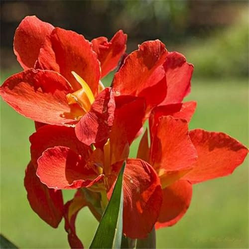 Canna-Knolle, indisches blumenrohr knollen winterharte Staude, Gartendekoration, wächst gut in Töpfen-1knollen-D