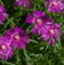 100 semi di fiori freschi di Delosperma viola