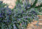 Rosmarinus officinalis 'Corsican Blue' ca. 9x9 cm Topf - Rosmarin, blaue Blüten, Blütezeit Frühjahr, ideal für Kräutergärten, aromatisch, pflegeleicht