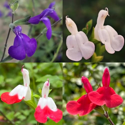 500 pcs Salbei Samen Mehrjährig Winterhart, Salbei Pflanze Samen Kräutersamen, Garten (Salvia Japonica) Hochbeet Kräuter, Balkonpflanzen Winterhart Heilpflanzen Samen, Alte Sorten