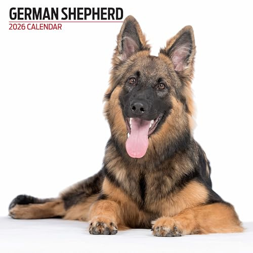 Deutscher Schäferhund 2026 Moderner Kalender