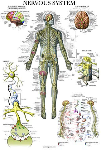 Palace Learning Nervensystem Anatomie Poster – laminiert – Autonomisches Nervensystem & Gehirn Anatomisches Diagramm – 45,7 x 61 cm