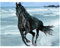 Bild Quadratische Steine Diamant Painting Bilder Groß Pferd 50x40cm DIY 5D Diamant Malerei Square Drill Diamond Painting Kits Full Drill Gemälde Malen nach Zahlen Stickerei Kreuzstich Leinwand Kunst