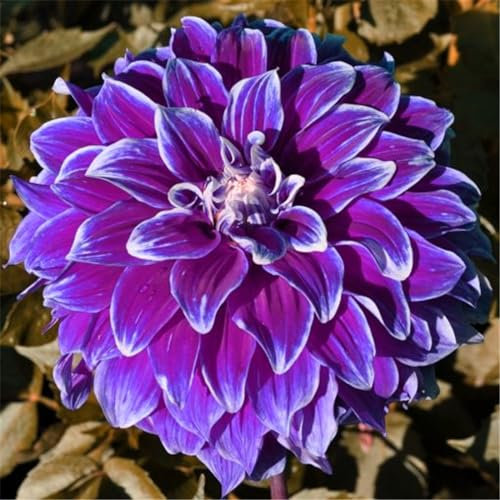 YGHESFDE Dahlien blumenzwiebeln mehrjährig winterhart mix,dahlien knollen winterhart,dahlien zwiebeln winterhart-10knollen-B