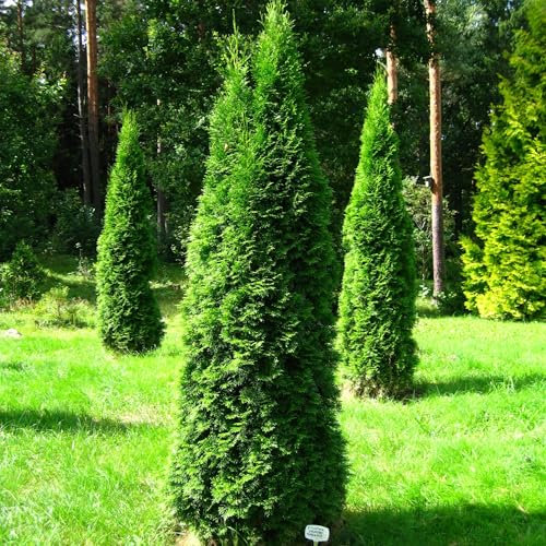 Pianta vera di Thuja occidentalis Smaragd - Diametro Vaso Ø 18 cm