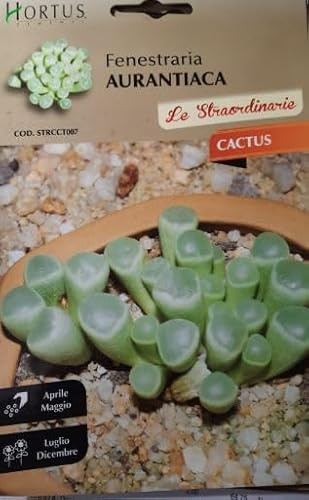 Piante Grasse Miste, Collezione Cactus Hortus Le Straordinarie, Semi (SEMI FENESTRARIA AURANTIACA CACTUS)