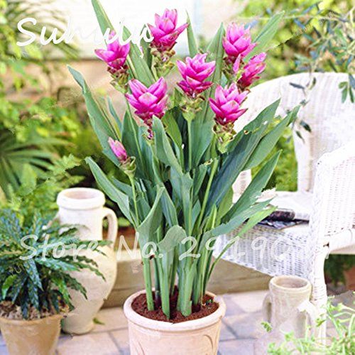 50 pcs Rare Rhizoma Curcuma Blumensamen Kurkuma Samen Lebensmittel Würze Antibiose Innen Getopfte Bonsai Pflanzen Gesund Garten 8