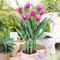 50 pcs Rare Rhizoma Curcuma Blumensamen Kurkuma Samen Lebensmittel Würze Antibiose Innen Getopfte Bonsai Pflanzen Gesund Garten 8