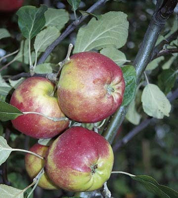 Danziger Kantapfel, sehr alte Apfelsorte, Buschbaum (kleinbleibend), 120-140cm im Topf