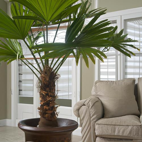 Chinese Fan Palm Livistona Chinensis Tropical Houseplant Seeds - 10 Rare Seeds