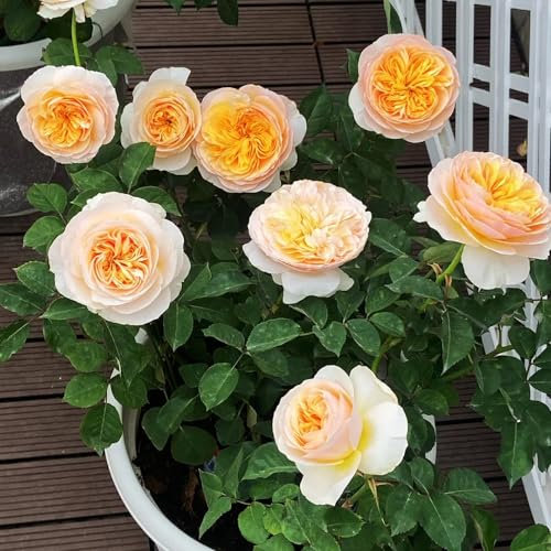 250 pcs rosenbaum winterhart samen, gastgeschenk blumensamen, balkon beet (Rosa chinensis) gartengeschenke, blumen garten bienenfreundliche blumensamen, garten geschenk blumenwiese