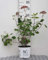 Hydrangea arb. 'Pink Annabelle'® (invincibelle2) - Ballhortensie Pink Annabelle C3 cm Container
