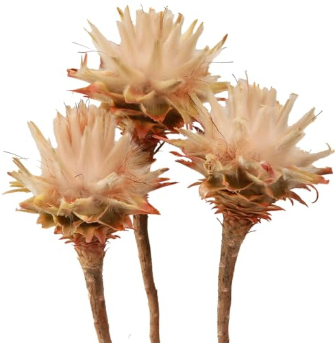 Exotische Trockenblume Leucospermum Plumosum Dekoration Blüte Silberbaum, 25 Stück