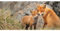 Postkarte PANORAMA +++ GEO von modern times +++ FÜCHSE * XXL +++ BK.EDITION GEO © GINDERBEUREN, Karl van/Buiten-be