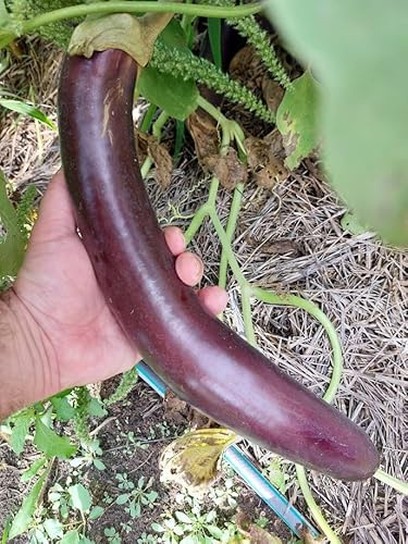 Aubergine Schlange von Mugla 40-50 cm Türkische Erbstücksorte 10+ Samen - So 108