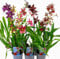 Vraies Orchidées Cambria, 3 Grandes Plantes d'Intérieur de 30-40 cm de Hauteur, avec Fleurs, Mélange de 3 Variétés des Pays-Bas, 3 Couleurs, Légèrement Parfumées (pas de graines et non artificielles)