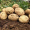 Semi di ortaggi di carota viola 40 pezzi