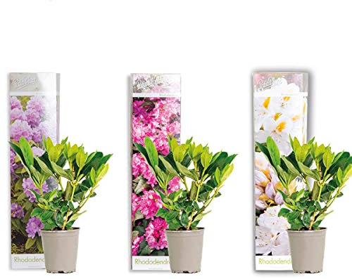 3x Mix di rododendri – Rhododendro – Arbusto – Sempreverde – ⌀09 cm - 15-20 cm