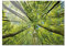 Primus Print - Wandbild Glasbild - Acrylglas Wanddeko Bild für Schlafzimmer, Wohnzimmer, Büro, Praxis - Wandbilder Dekoration - Wand Kunstdruck - inkl. Montage (Acryl, Bäume 84,1x59,4 cm)