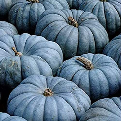 Haloppe 100 Stück Kürbis-Gemüse-Samen für die Bepflanzung des Hausgartens, Kürbis-Samen, blaue Kürbis-Samen Blaue Kürbiskerne