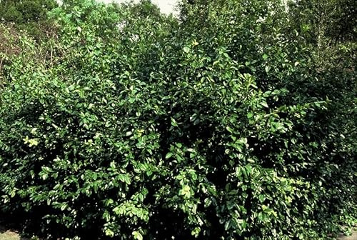 Purpur-Kriechspindel Euonymus fortunei 'Coloratus' – 10-25cm – Ø9cm – 6 Pflanzen – Winterharter Zierstrauch für Beete, Bodendecker & Hecken – Glänzendes Laub & purpurfarbene Beeren