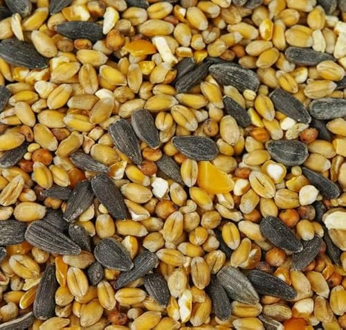 BusyBeaks Four Seasons Wild Bird Seed Mix (10KG) - All Year-Round Bird Food with Black Sunflower, Wheat, Small Seeds & Peanuts | High-Energy Feed for Small Garden Birds - 100% Natural Ingredients