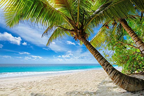 PALMEN Fototapete VLIES-300x223 cm (3912A)-Natur Landschaft Strand Meer Dünen Bäume Karibik Wandtapete-Inkl. Kleister-Vliestapete Bild Dekoration Wand-Dekor Moderne Motiv-Tapete Panorama Poster XXL