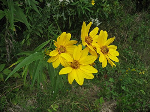 Girasole perenne Maximilian (25) semi