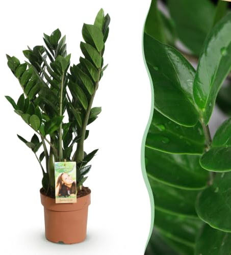 Green boutiQ - Zimmerpflanzen - Zamioculcas - ZZ-Pflanze - Wenig Pflege - Grün - 1 Pflanze - Topf 17cm - Höhe 65-75cm