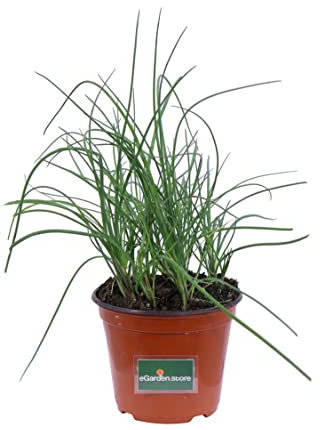 eGarden.store - Set 3 piante vere di Erba Cipollina - Altezza pianta 15/20 cm Diametro vaso: 14 cm - pianta aromatica profumata commestibile da usare in cucina da coltivare in vaso all'esterno