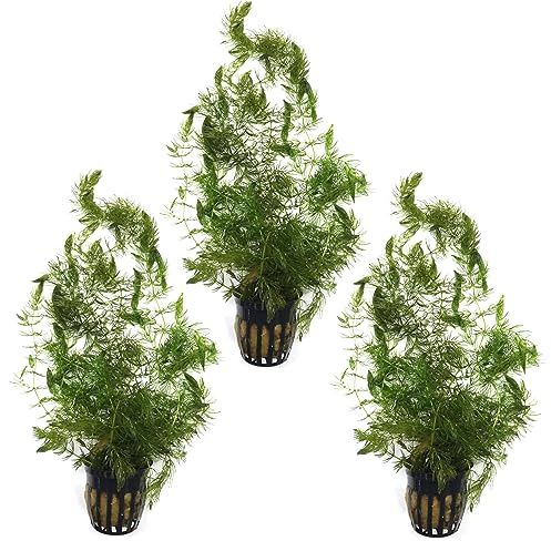 Live Hornwort (Ceratophyllum demersum) 3 Pot Pack for Ponds and Aquariums - Great Begginer Plant - Great Oxygenator