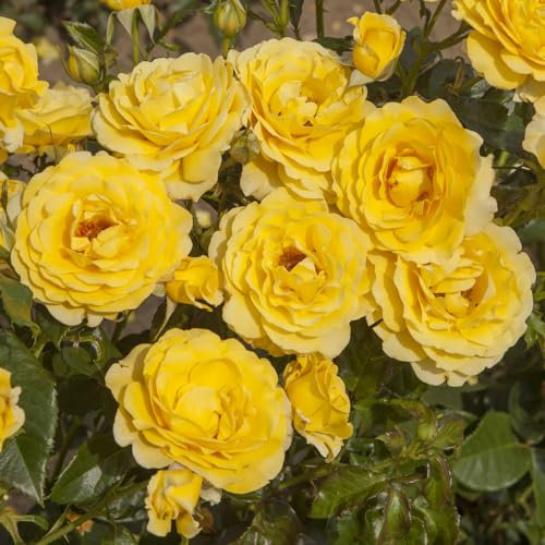 YouGarden Rose 'Golden 50th Wedding Anniversary' ® in 4 Litre Pot