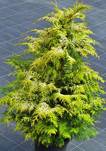 Chamaecyparis lawsoniana Sunny Kiss - Zypresse Sunny Kiss Größe 40-60 cm