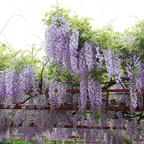 Generic 10 piezas Semillas de glicina Vitalidad fuerte Tolerante a la sequía Fácil germinación Semillas de plantas de vid de glicina Suministros de jardín Semillas de glicina para jardín Violeta