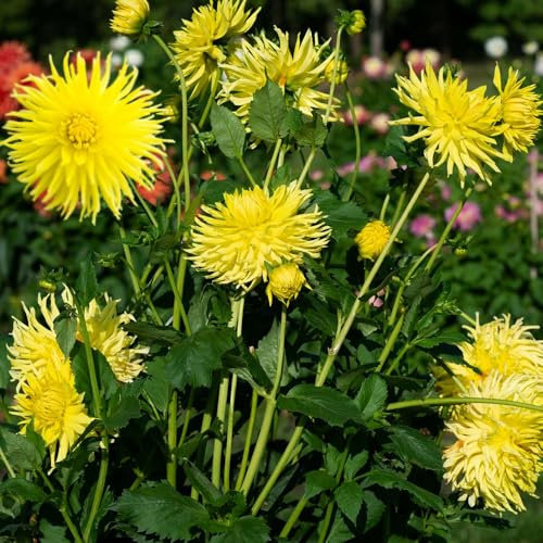 1 x Dahlia Cactus Kennemerland – Sensational Yellow Spikey Flowers – Summer Flowering Bulb – Superb as Cut Flowers – Perennials – for Your Beautiful Garden