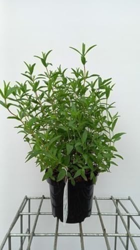 Cistus dansereaui 'Decumbens' - Zistrose 20-25 cm Container