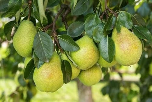 1 Sommerbirnenbaum Conference 120-150cm im Topf Obstbaum Birne Pyrus, hoher Ertrag – winterhart, robust & ideal für Garten & Kübel Busch