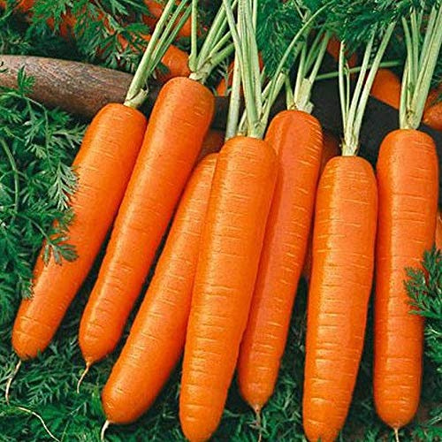 CarrotsScarlet Nantes _Old time Sweet and Juicy Favorite!!!!!!(50 - Seeds)