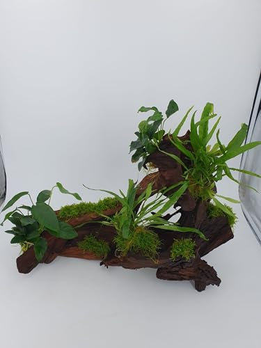 Garnelenbäumchen Mangrovenwurzel XXL ca. 50 cm lang und 35 cm hoch mit echtem Farn,Anubias uns Moos bepflanzt