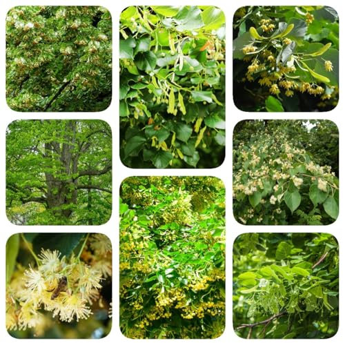 linde baum samen - saatgut alte sorten,samen geschenk Lindenbaum zimmerpflanzen,winterharte pflanzen für garten garten,bodendecker pflanzen winterhart bodendecker samen 15pcs
