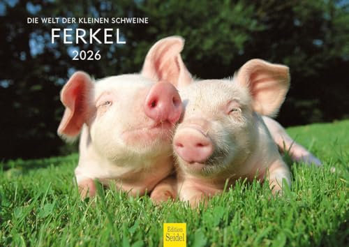Edition Seidel Premium Kalender Ferkel 2026 Format DIN A4 Wandkalender Tierkalender Tiere Schwein Ferkel Frischling Wildschwein heimische Säugetiere