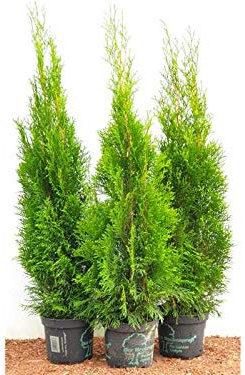 Lebensbaum Thuja Smaragd 80 cm Topf immergrüne Heckenpflanze 15 Stück | 15 Pflanzen, ideal als Sichtschutz, winterhart, schnittvertraeglich, pflegeleicht, sonnig bis halbschattig, im Topf gezogen