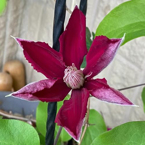 1 pcs clematis winterhart mehrjährig zwiebeln, Klematis, schnellwachsende kletterpflanzen, kübelpflanzen winterhart clematis pflanzen zwiebel - Clematis florida - exotische pflanzen,