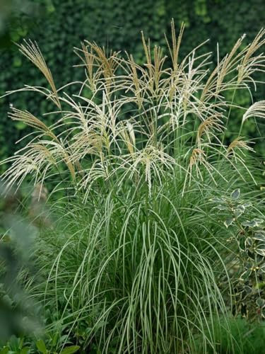 Chinaschilf 'Hermann Müssel' im Topf Miscanthus sinensis winterhart