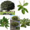 lorbeer pflanze winterhart lorbeerbaum samen - Gewürzlorbeerbaum Laurus nobilis - kräuter küche bodendecker winterhart mehrjährig winterharte stauden garten pflanzen hochbeet biosaatgut 10 Stück