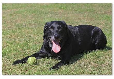 1000 Piece Jigsaw Puzzle for Adults,Black Labrador,paper Puzzle - for Adults Teens Educational Toys Gifts(38x26cm)-F12
