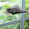 Pecute Hamac de Fenêtre Chat 58 * 36 cm, Chaise Longue de Fenêtre pour Chat, Observer Les Oiseaux Hamac pour Chaton, Chaton Rebord Transparent, Facile à Monter, Capacité Charge maximale 15KG